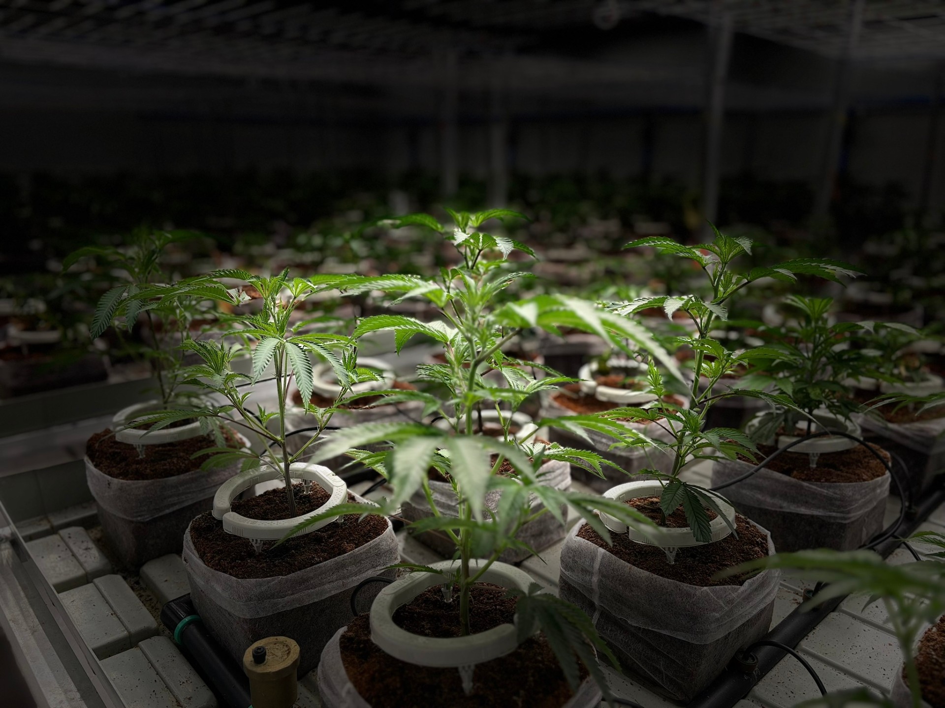 HydroCrop cultivation
