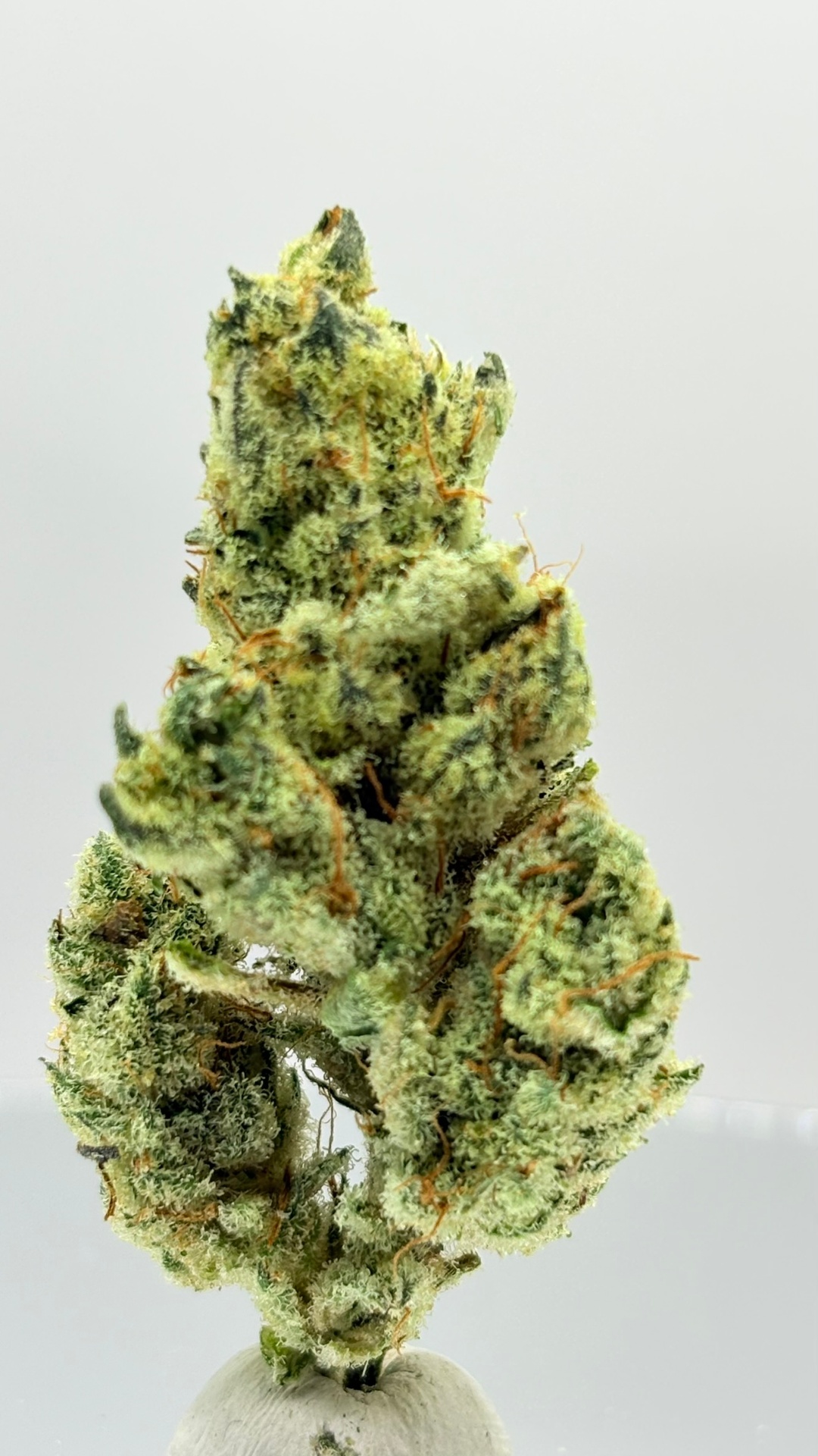 Gelonade strain