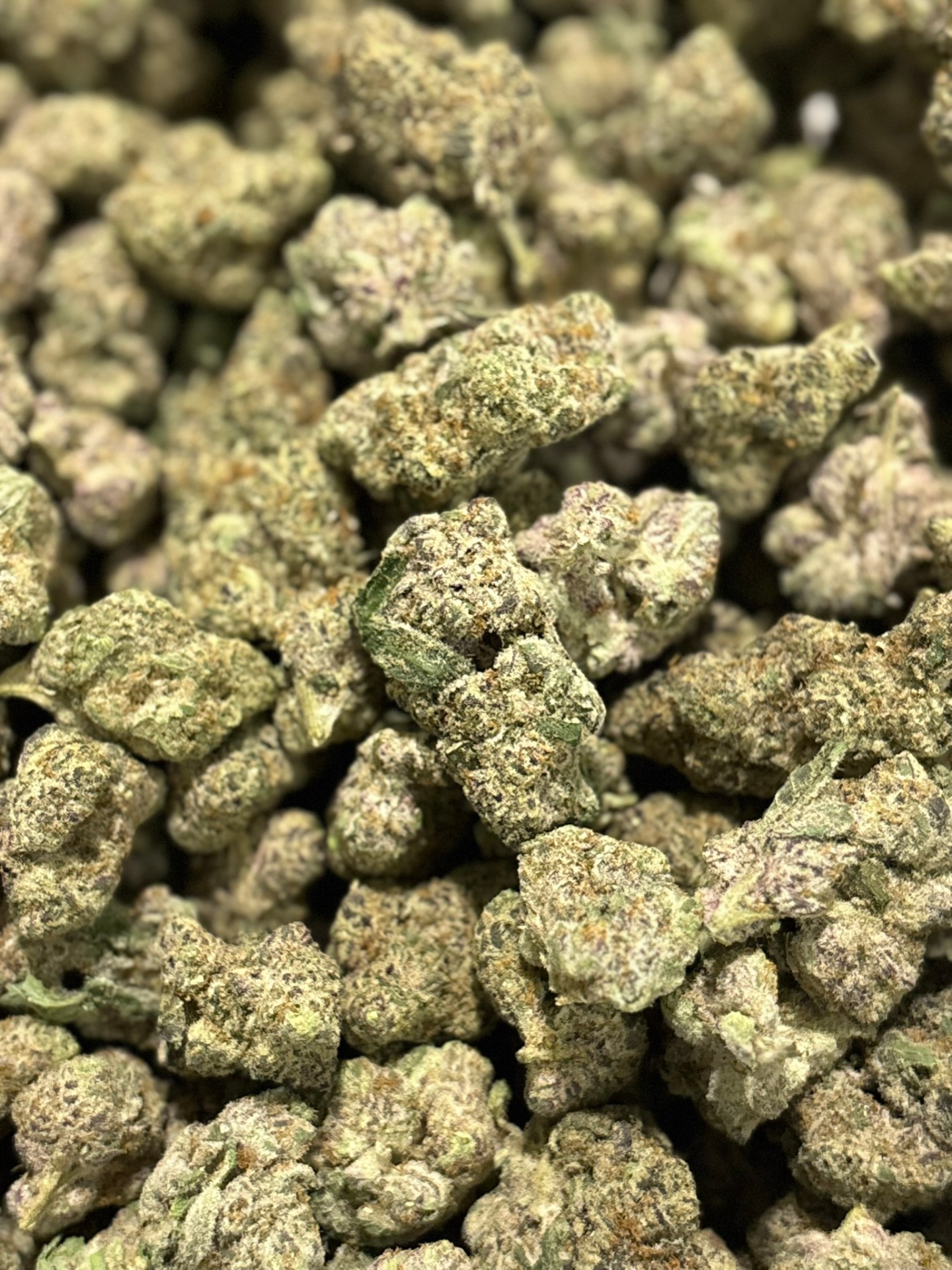 Close-up of indoor-cultivated cannabis flower